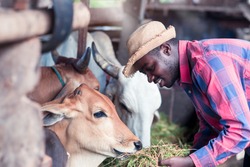 Kindliness African farmer feeding cows with grass at the farm