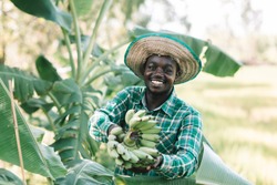 African farmer holding banana at organic farm