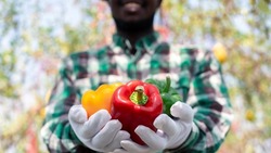 African farmer holding bell pepper  produce from organic farm.Agriculture or cultivation concept
