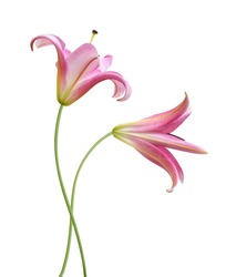 Pink Lily flower isolated on a white background