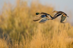 Mallard Ducks Flying Over the Autumn Countryside