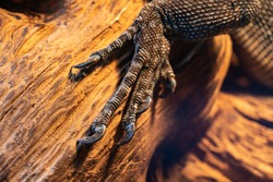 Close-up reptile paw, lizard limb with claws on a wooden background, monitor lizard or gecko paw with claws on a branch, iguana paw