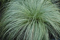 Close up of garden plant and ornamental grass Carex Frosted Curls.