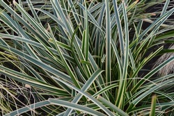 Close up of garden plant and ornamental grass Carex Ice Dance.