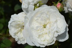 Close up of Rosa Mme Hardy Damask rose seen in the garden in summer.