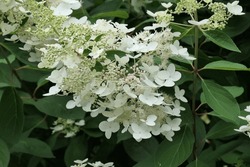 Closeup of the white cone shaped flowerhead of the summer flowering perennial garden shrub hydrangea paniculata chantilly lace.