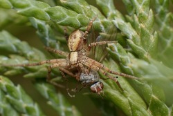 little Nursery web spider Pisaura mirabilis  with prey
