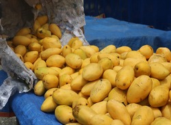 Fresh and ripe yellow mangoes