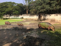 Hippopotamus in green lake water. Hippo waiting food in zoo. Specie Hippopotamus amphibius family of Hippopotamidae. Animal in nature water habitat close up. African Hippopotamus wildlife.Hippo family