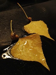 A pair of two yellow autumn leaves after the rain.	