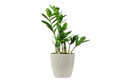 Zamioculcas home plant in beige pot. House plant isolated on white background. Young Zanzibar gem plant in flowerpot.