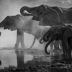 Wild Elephants Black And White Background