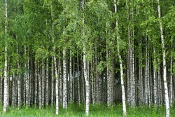 Beautiful Swedish summer landscape with grove of birch trees with white and black trunks and deep green leaves