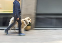 Man walking dog on street in blurred motion