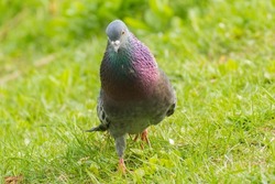 gray pigeon walks on green grass
