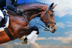 Bay horse in jumping show against blue sky