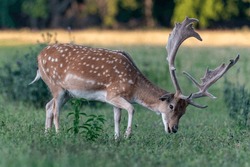 Fallow Deer (Dama dama) on a meadow or in a forest in the Czech Republic