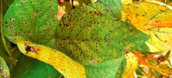 bean soybean disease caused by bacteria ( leaf blight )