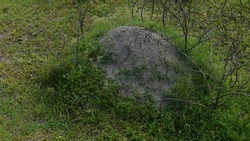 large ant mound hill with grass around it in a field in the countryside of south eastern united states farm up close