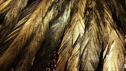 Sprayed gold on feather texture