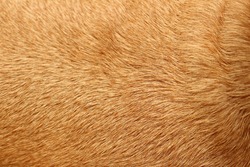 Dog hair, with light brown textures and shine.