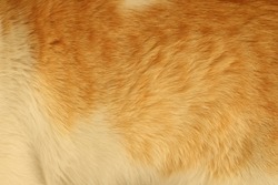 Yellow cat fur with orange spots textured for backgrounds.
