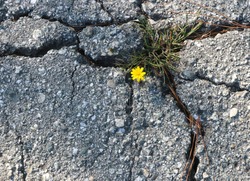 A bright yellow flower grows in a fissure of broken concrete, symbolizing strength, hope and resiliency.