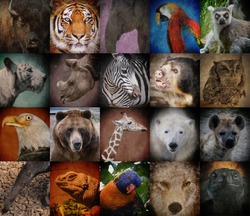 A group of different wild animal faces in a square background. The creatures range from a tiger, elephant, giraffe, buffalo to birds, lizards and polar bears. Use it for a conservation or zoo concept.