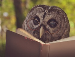 An owl animal with glasses is reading a book in the woods for an education or school concept.