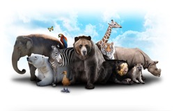 A group of animals are grouped together on a white background. Animals range from an elephant, zebra, bear and rhino. Use it for a zoo or friends concept.