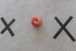 gaussian blur image of xox sign and symbol with a red fuji apple  on table concept 