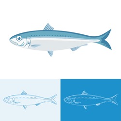 Sardine, Sardina pilchardus, vector with variations