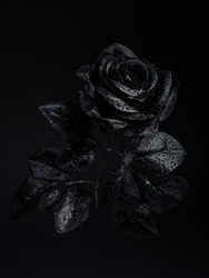 Black rose with drops of water on a black background. Creative romantic love and passion concept. dark and spooky cult aesthetic. Floral Halloween or Santa Muerte idea.