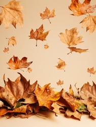 Dry autumn leaves falling down from trees on pastel beige background. Creative fall season concept. Minimal natural arrangement with brown and golden maple leaves.