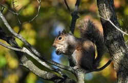Close up of squirrel eating an acorn in a tree