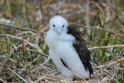 Fluffy white baby Frigate Bird chick in nest in the Galapagos Islands
