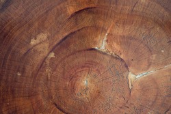 old cracked wood stump texture