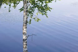 young birch tree near the summer blue lake with clean water