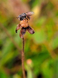 a little Hover fly perched on the dried weed flower