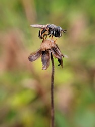 a little Hover fly perched on the dried weed flower