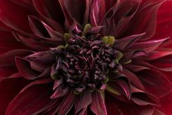 Red Dahlia petals closeup .Red dahlia Black Jack blooming .These colorful, spiky, daisy-like flowers. Big autumn flowers .Fresh red dahlia flower head on light green defocused background. Macro photo