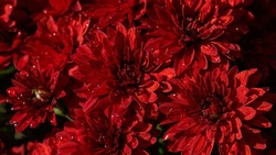 Red flowers of Chrysanthemum in full bloom. Flowers of red Chrysanthemum. Floral background. Beautiful large drops of morning dew. Autumn wallpaper of Chrysanthemum flowers. Autumn still life. Summer