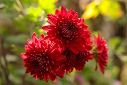 Flower of red Chrysanthemum on a colorful background. Floral natural background. Bouquet of autumn Chrysanthemum. Red flowers. Beautiful  Chrysanthemum flowers blooming in garden at Summer day