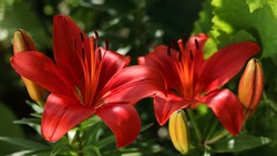 Orange Red Lily. Beautiful flower of orange Lily in the garden on a summer day. Lilies blooming. Lilium. Blooming orange tropical flower red Lily. Lilium Longiflorum flowers. Summer floral background