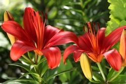 Beautiful flower of orange Lily in the garden on a summer day. Lilium. Orange Red Lily close up. Floral background. Lilies blooming close up. Image plant blooming orange tropical flower red Lily