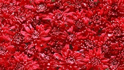 Red flowers of Chrysanthemum in full bloom. Flowers of red chrysanthemum. Floral background. Beautiful large drops of morning dew. Autumn wallpaper of chrysanthemum flowers. Autumn still life. Summer