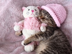 Baby Kitten sweet dreams. Little gray Kitten in a pink hat sleeps sweetly and hugs a toy pink kitten. Pets. Cat care. Little Cat close up. Childhood. Tabby. Beautiful Cat