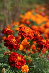 Marigold flowers bloom in the morning. Marigolds in the flowerbed .Raindrops in petals. Bright flowers on a green background. Tagetes erecta ,Mexican, African marigold in the garden. Aztec marigold
