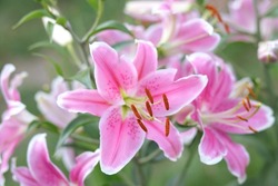 Bouquet of large Lilies. Lilium, belonging to the Liliaceae. Blooming pink tender Lily flower . Pink Stargazer Lily flowers background. Closeup of pink stargazer Lilies and green foliage. Summer