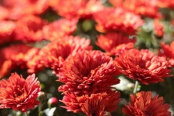 Red Chrysanthemums in the autumn garden .Background of many small flowers of Chrysanthemum. Beautiful red autumn flower background. Chrysanthemums Flowers blooming in garden at spring day. Soft focus 